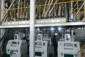 Línea de producción de harina de maíz y sémola de maíz de 100 TPD