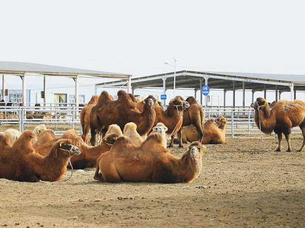 Línea de producción de alimentación para camellos