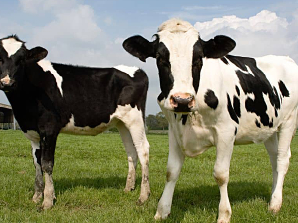 Línea de producción de alimento para ganado