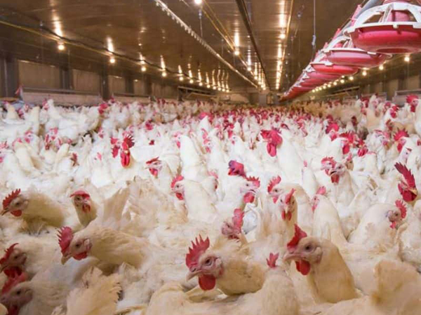 Línea de Producción de Alimento para Pollos