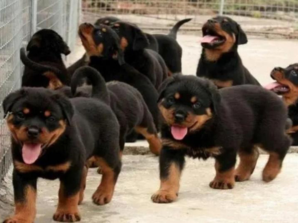 Línea de producción de pienso para perros