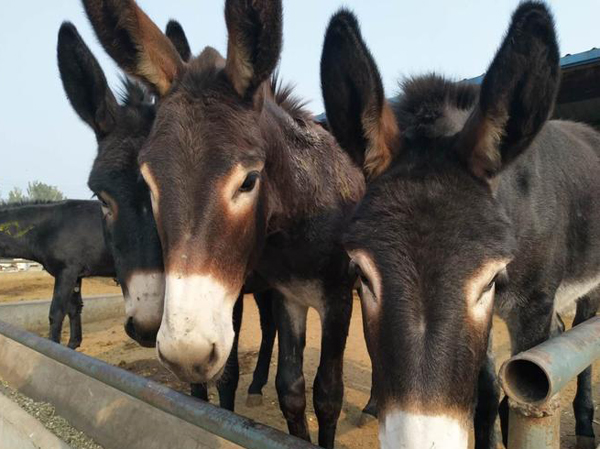 Línea de producción de pienso para burros