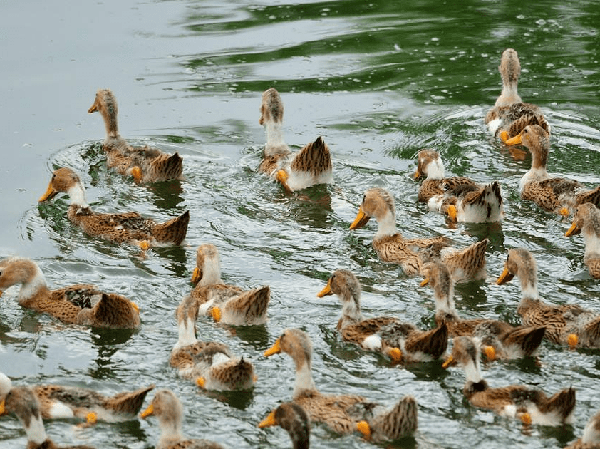 Línea de producción de alimento para patos