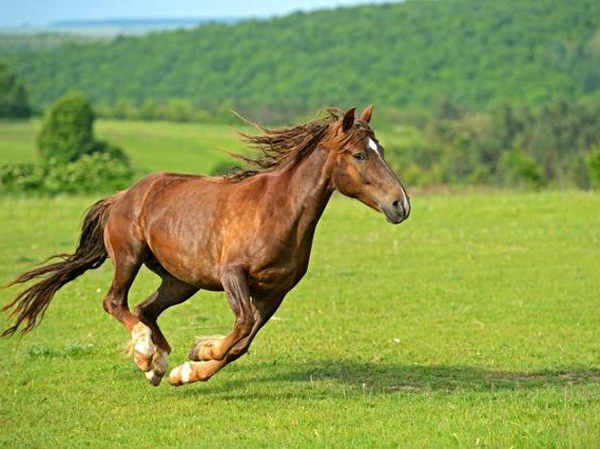 Línea de producción de piensos para caballos
