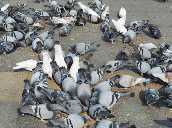 Línea de Producción de Alimento para Palomas
