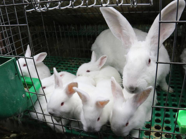 Línea de producción de pienso para conejos