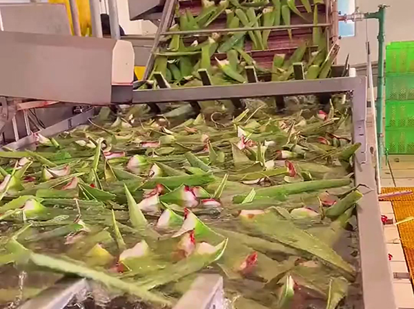 Máquina para elaborar bebidas de jugo de aloe vera