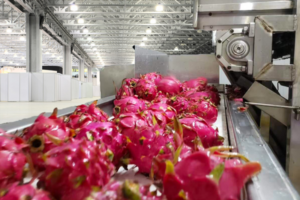 Fabricante de línea de producción automática de bebidas de dragón