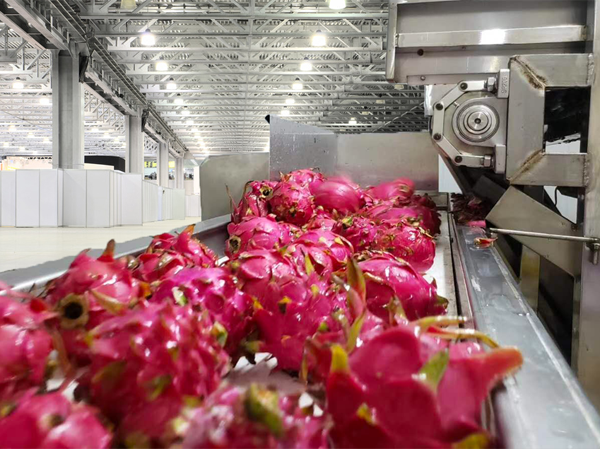 Fabricante de línea de producción automática de bebidas de fruta del dragón