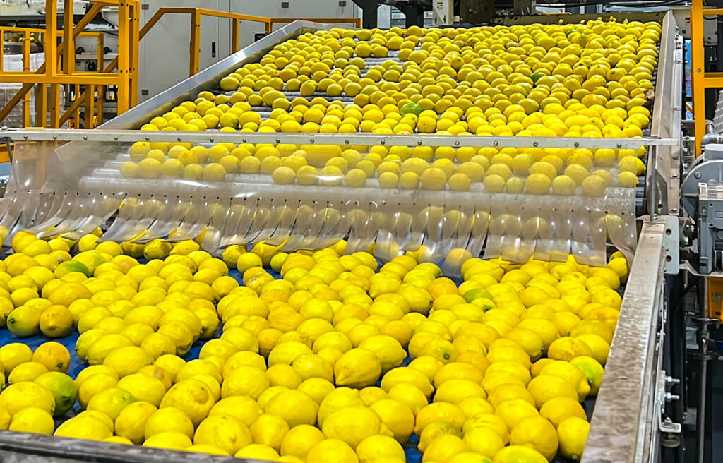 Fabricante de líneas automáticas de producción de zumo de limón