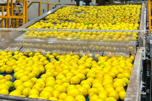 Fabricante de líneas automáticas de producción de zumo de limón
