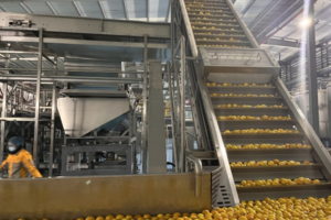 Línea automática de producción de jugo de mango