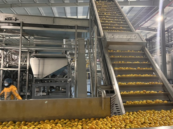 Fabricante de líneas automáticas de producción de jugo de mango.