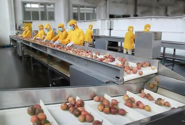 Fabricante de línea de producción automática de jugo de maracuyá